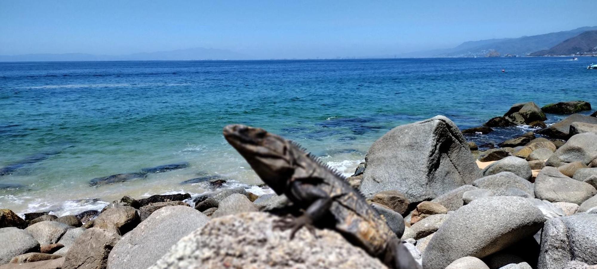 Villas Del Amor Amor Puerto Vallarta Buitenkant foto