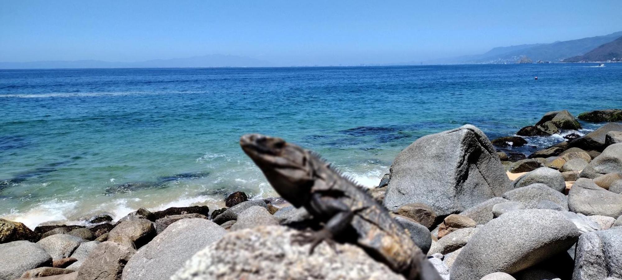 Villas Del Amor Amor Puerto Vallarta Buitenkant foto